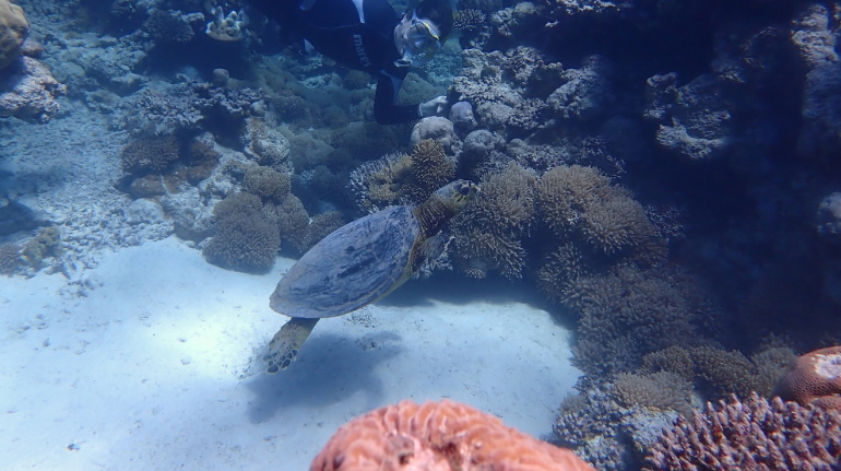 Korallenriff im Meer