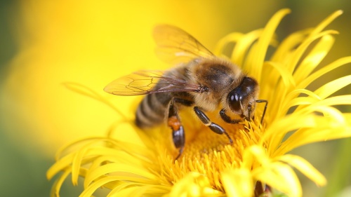 Das Bild zeigt eine Biene in Großaufnahme. Sie sitzt auf einer gelben Blume, wahrscheinlich nimmt sie von dort Nektar auf. 